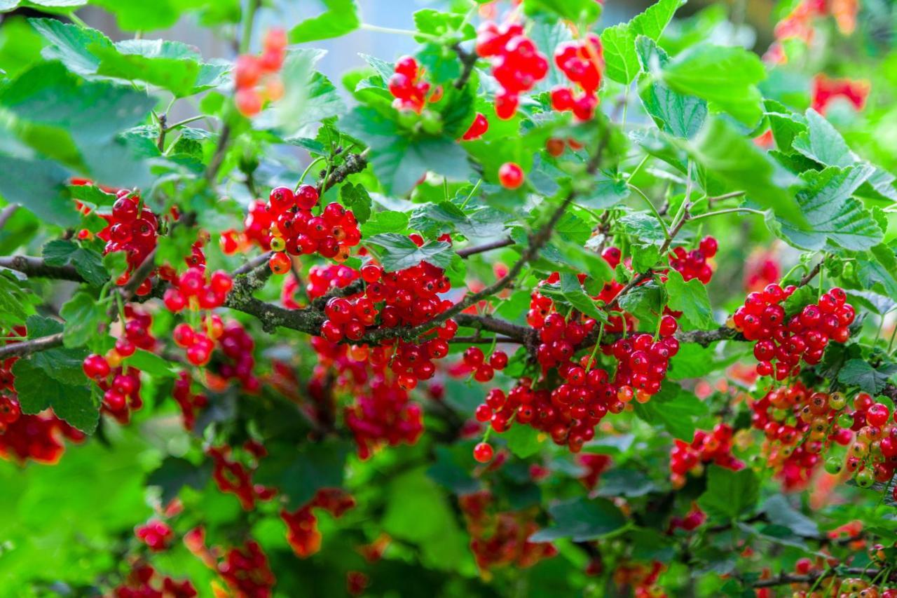 Agroturystyka Sikorki Lubomierz  ภายนอก รูปภาพ